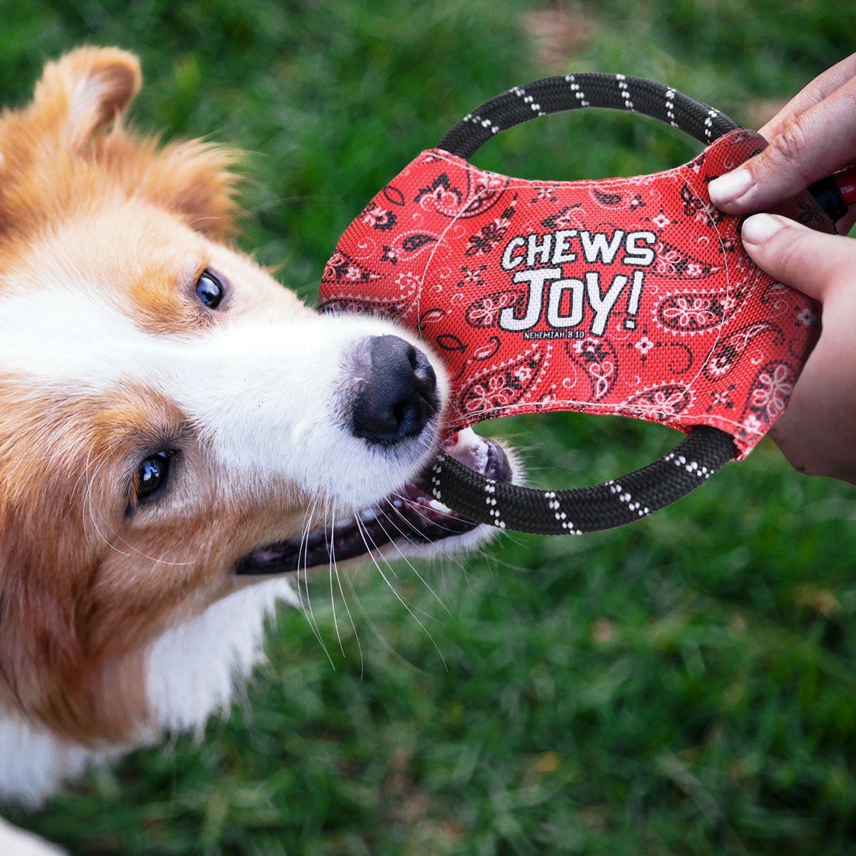 Paws & Pray Chews Joy Rope Disc | Pet Rope Discs | 3